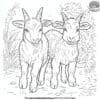 Baby Goat Coloring Pages