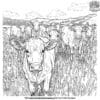 Cattle Herd Coloring Pages