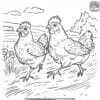 Chicken Race Coloring Pages