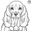 Cocker Spaniel Coloring Pages