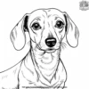 Dachshund Coloring Pages