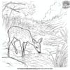 Deer By The River Coloring Pages