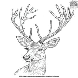 Deer With Antlers Coloring Pages