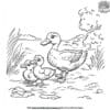 Duck And Ducklings Coloring Pages