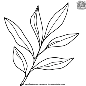 Eucalyptus Leaf Coloring Pages