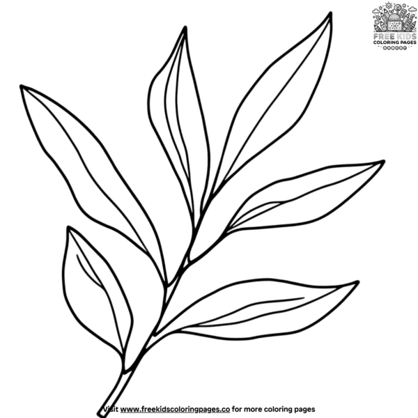 Eucalyptus leaf coloring pages