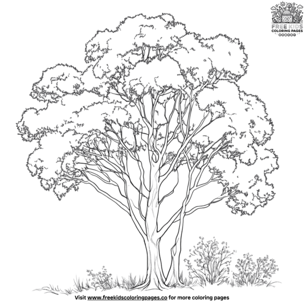 Eucalyptus tree coloring pages