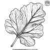 Fig Leaf Coloring Pages