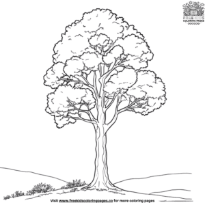 Giant Kauri Tree Coloring Pages