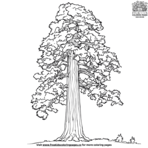 Giant sequoia tree coloring pages