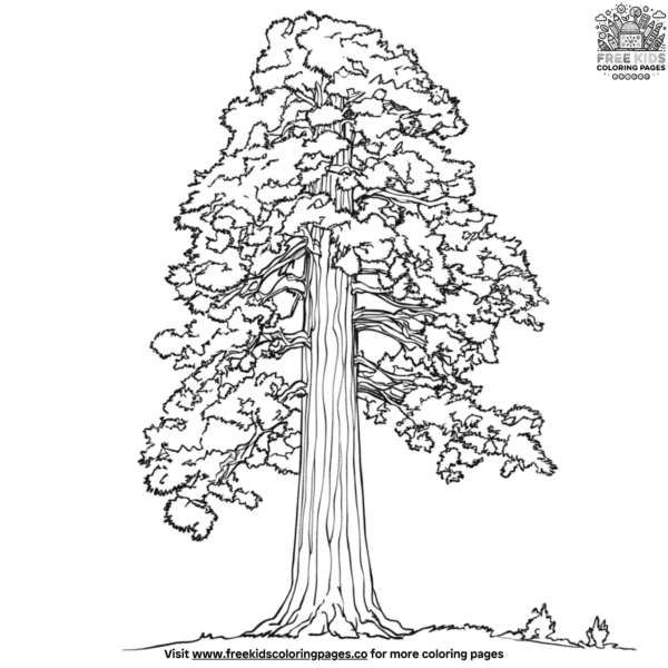 Giant sequoia tree coloring pages