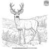 Mule Deer In Nature Coloring Pages