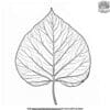 Redbud Leaf Coloring Pages