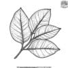 Rubber Tree Leaf Coloring Pages