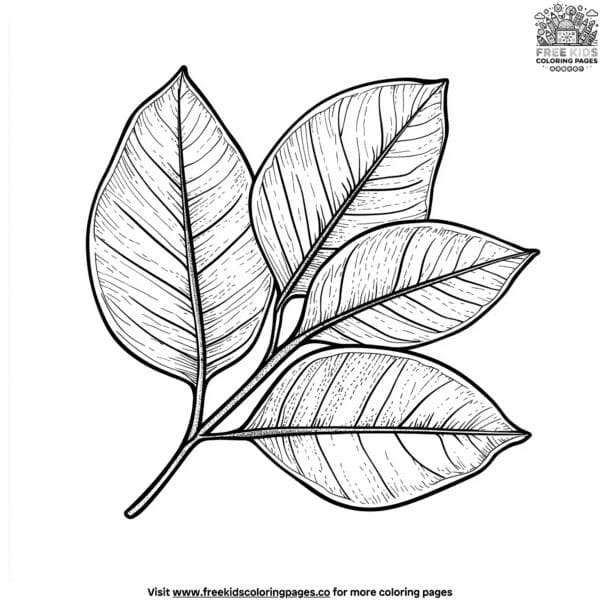 Rubber tree leaf coloring pages