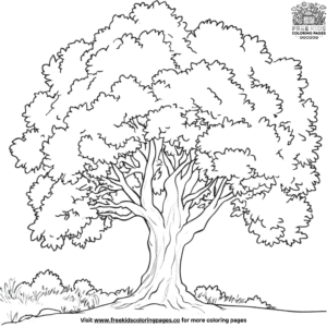 Shady Maple Tree Coloring Pages