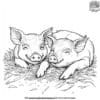 Sleeping Pigs Coloring Pages