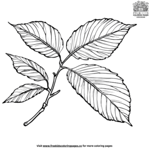 Walnut leaf coloring pages