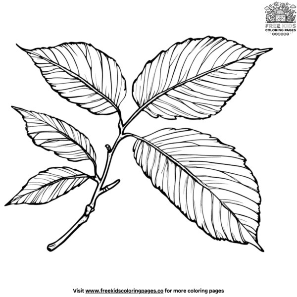 Walnut leaf coloring pages