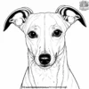 Whippet Coloring Pages