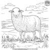 Wool Sheep Coloring Pages