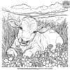 Young Calf Coloring Pages