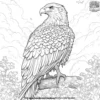 Bald Eagle Coloring Pages