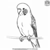 Budgie Parrot Coloring Pages