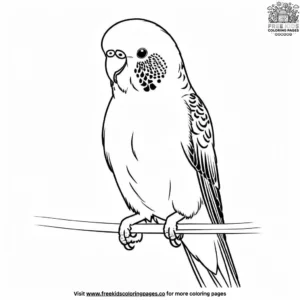 Budgie Parrot Coloring Pages