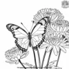 Butterfly On A Chrysanthemum Coloring Pages