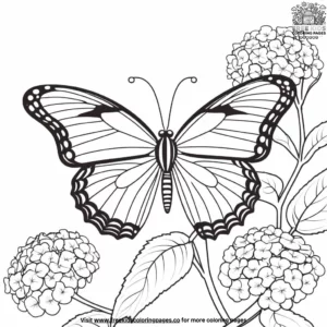 Butterfly On A Hydrangea Coloring Pages