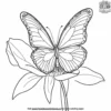 Butterfly On A Petal Coloring Pages