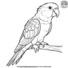 Caique Parrot Coloring Pages