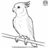 Cockatiel Parrot Coloring Pages