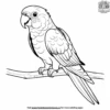 Conure Parrot Coloring Pages