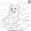 Corgi in the Rain Coloring Pages