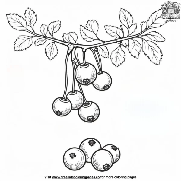 Cranberry coloring pages