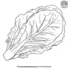 Crisp Lettuce Coloring Pages