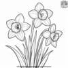 Daffodil Delight Coloring Pages