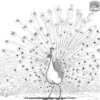 Dancing Feathers Coloring Pages