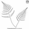 Delicate Fern Fronds Coloring Pages