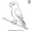 Fischer's Parrot Coloring Pages