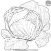 Fresh Cabbage Coloring Pages