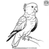 Galah Parrot Coloring Pages