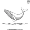 Humpback Whale Coloring Pages