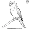 Jenday Parrot Coloring Pages