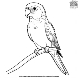 Jenday parrot coloring pages