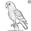 Kea Parrot Coloring Pages