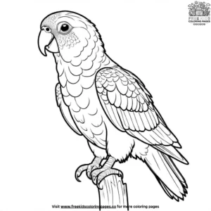 Kea parrot coloring pages