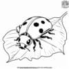 Ladybug on a Leaf Coloring Pages